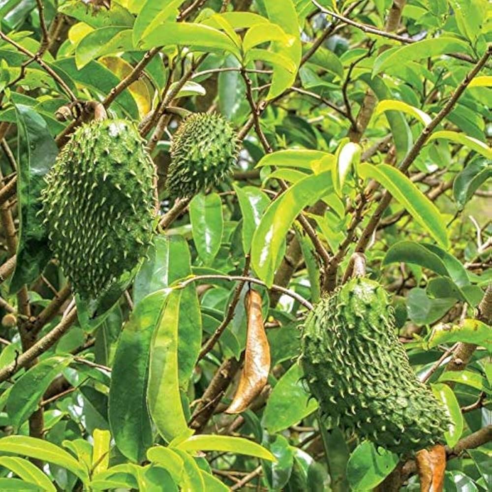 Soursop Annona muricata seeds for exotic wellness garden